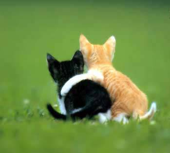 chat
